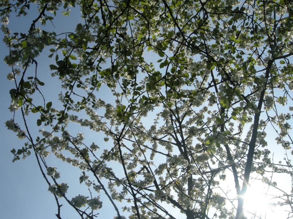 Het Groene Bed ออร์สชอท ภายนอก รูปภาพ